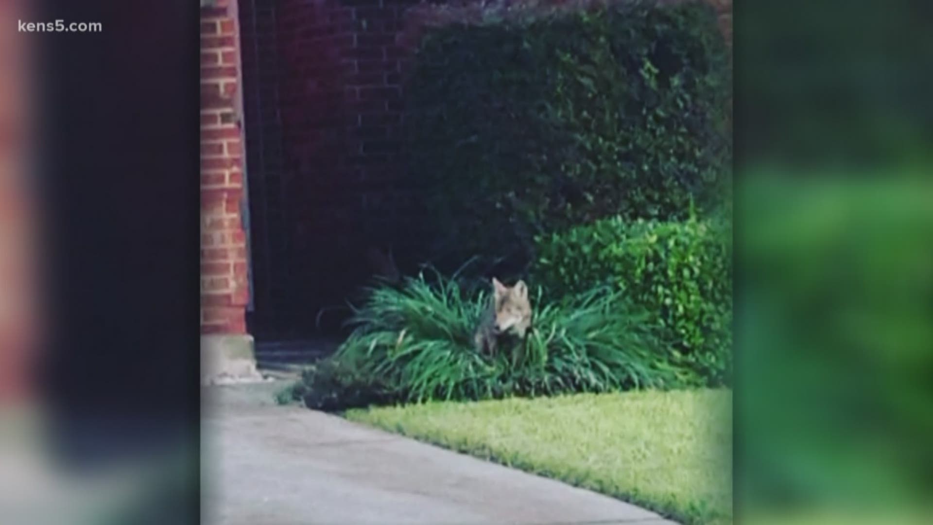 Some Alamo City residents haven't just spotted the wild animals cutting through their neighborhoods; they've also been caught feasting on pets.