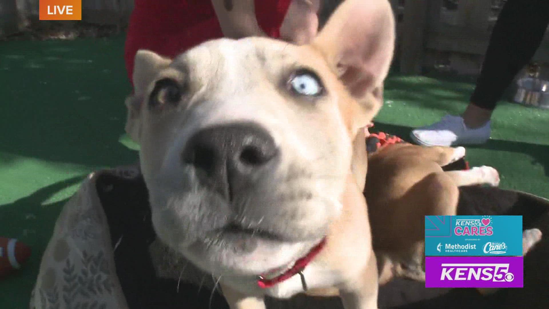 Alamo City Pit Bulls introduces us to some dogs who need a loving home