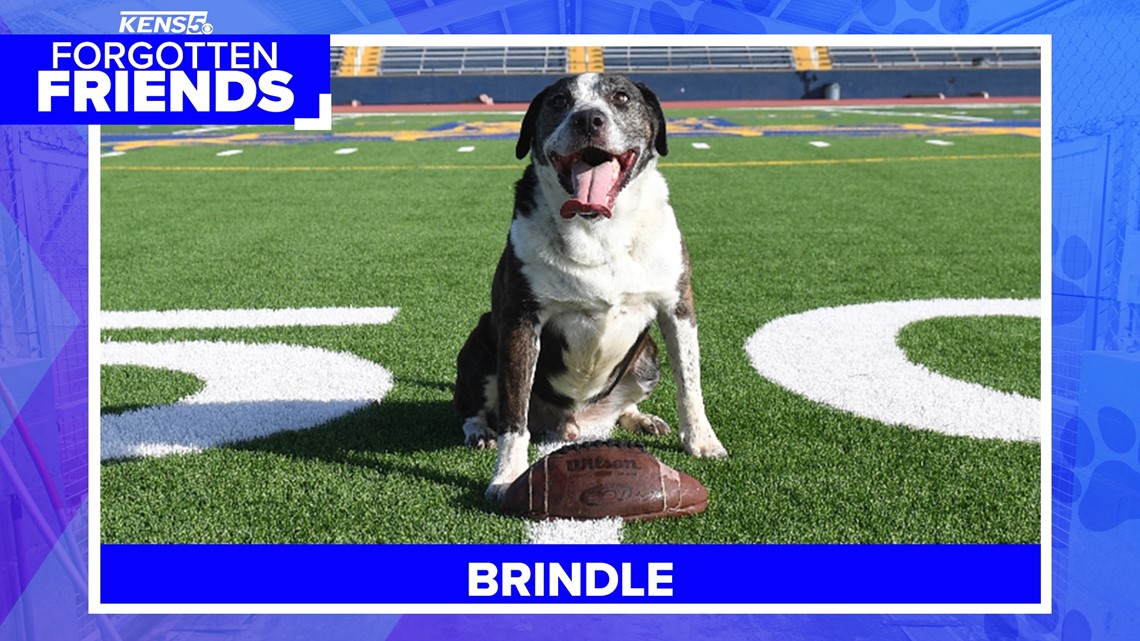 Brindle was surrendered by owner who didn't want him anymore - Vimarsana News