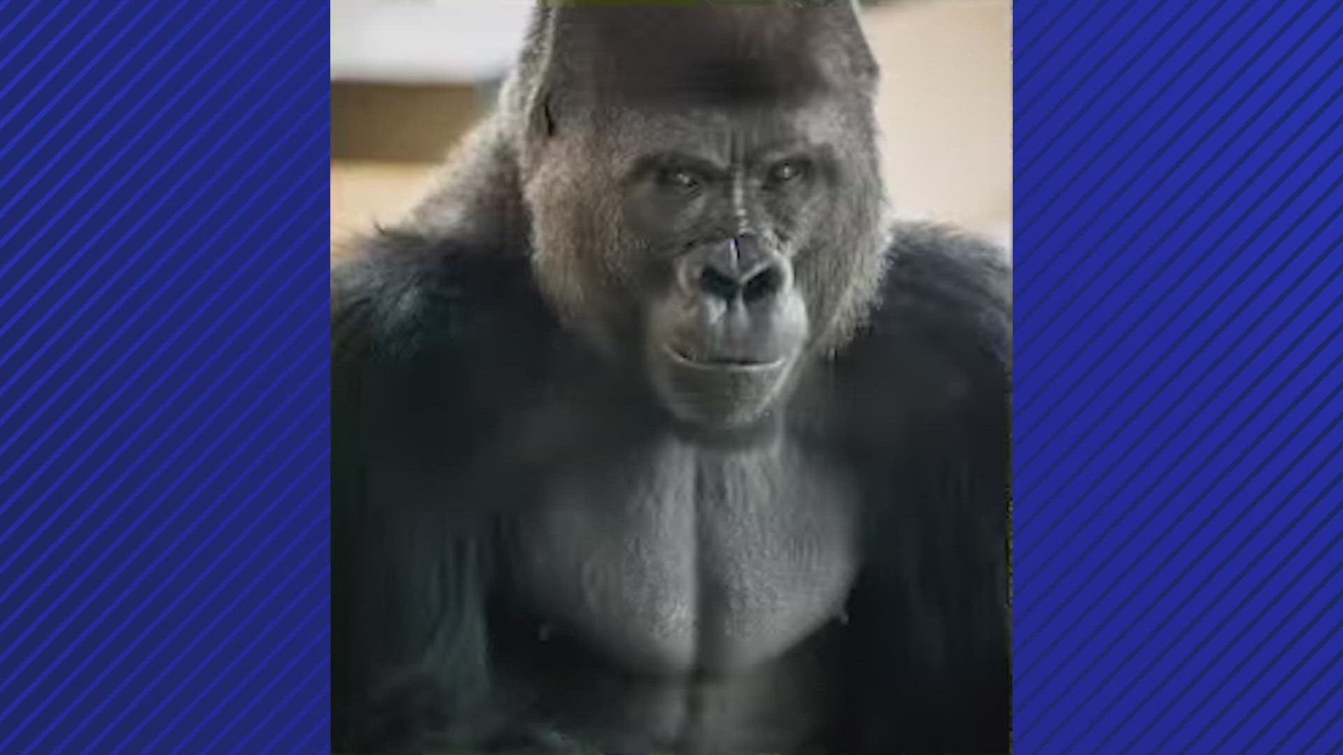 Ajari is 24 years old and currently lives at the Houston Zoo.