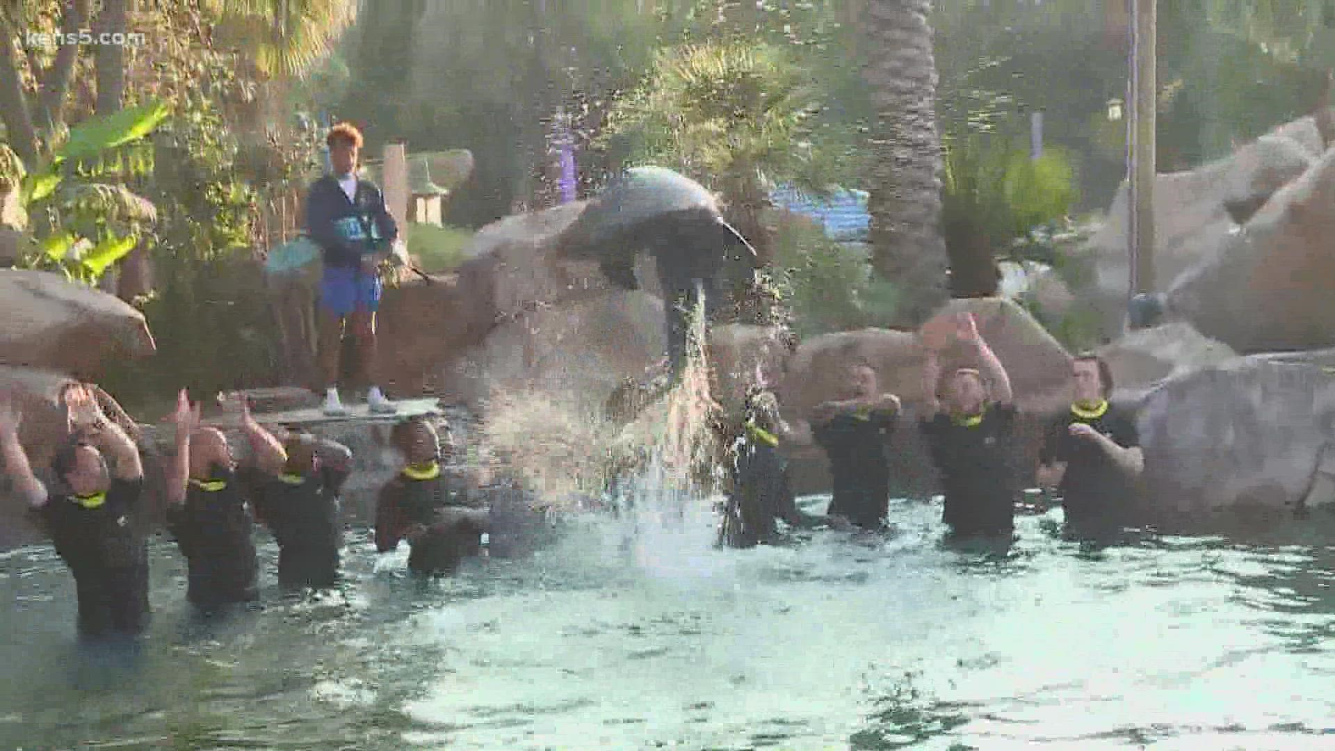 Players from the University of Oregon and the University of Oklahoma went on the Texas Stingray and into the water with a bottlenose dolphin together.