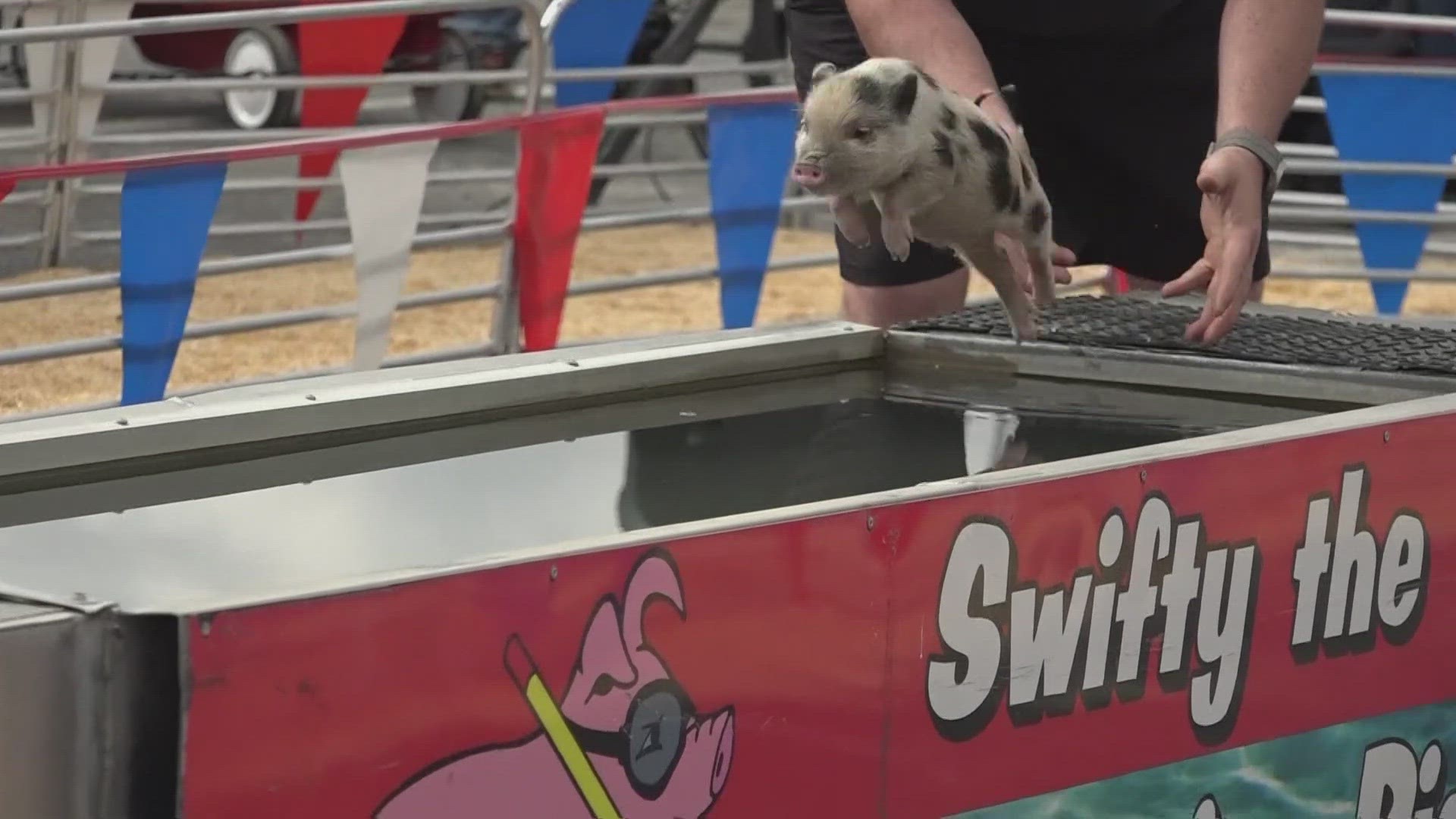 There are swine races, a petting zoo, a dairy barn, and so much more.