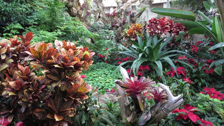 Botanical Garden offering $7 admission for Bexar County residents ...