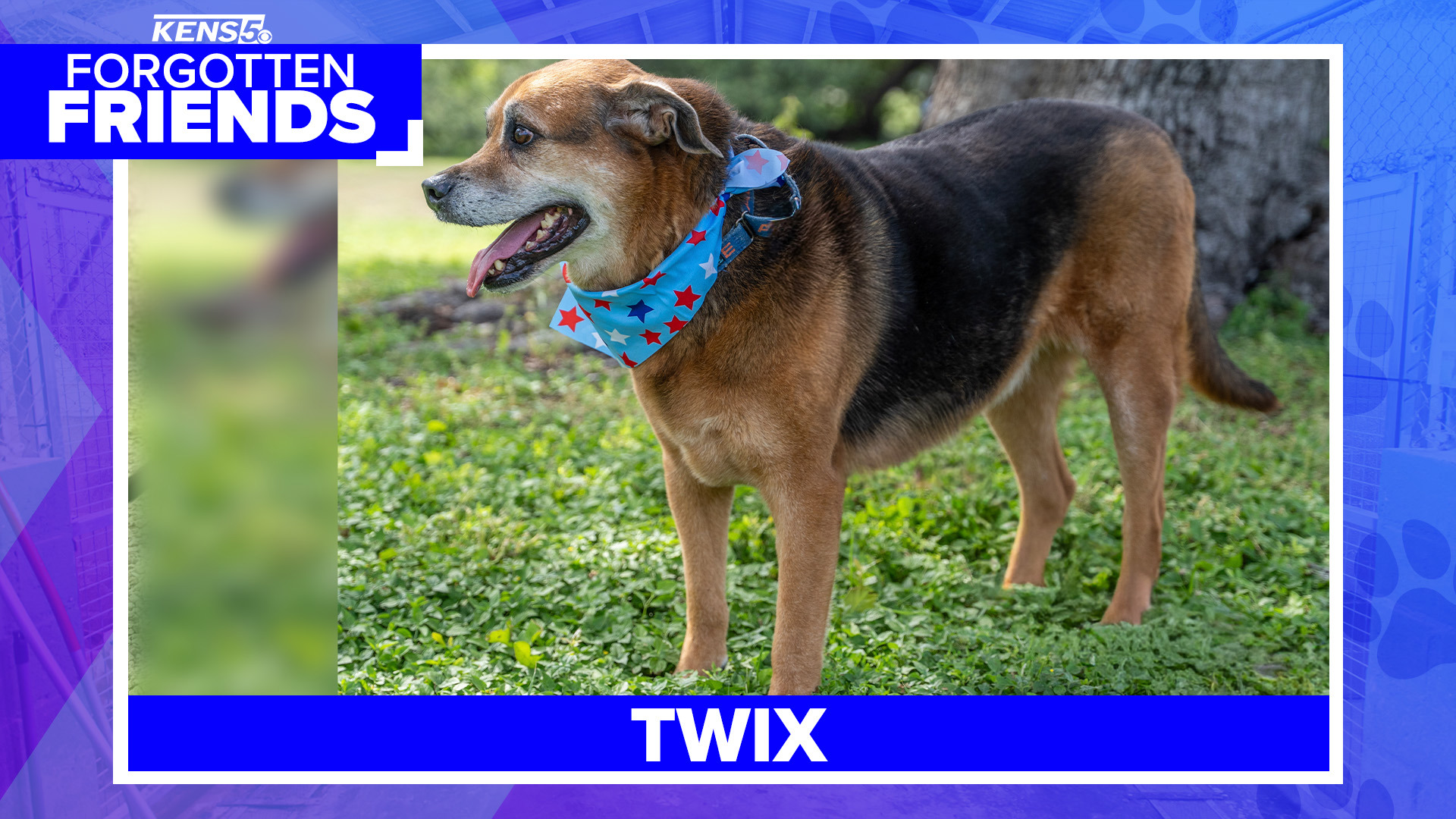 Senior canine Mandy finally got her 'furr-ever' home after more than 3 years at shelter