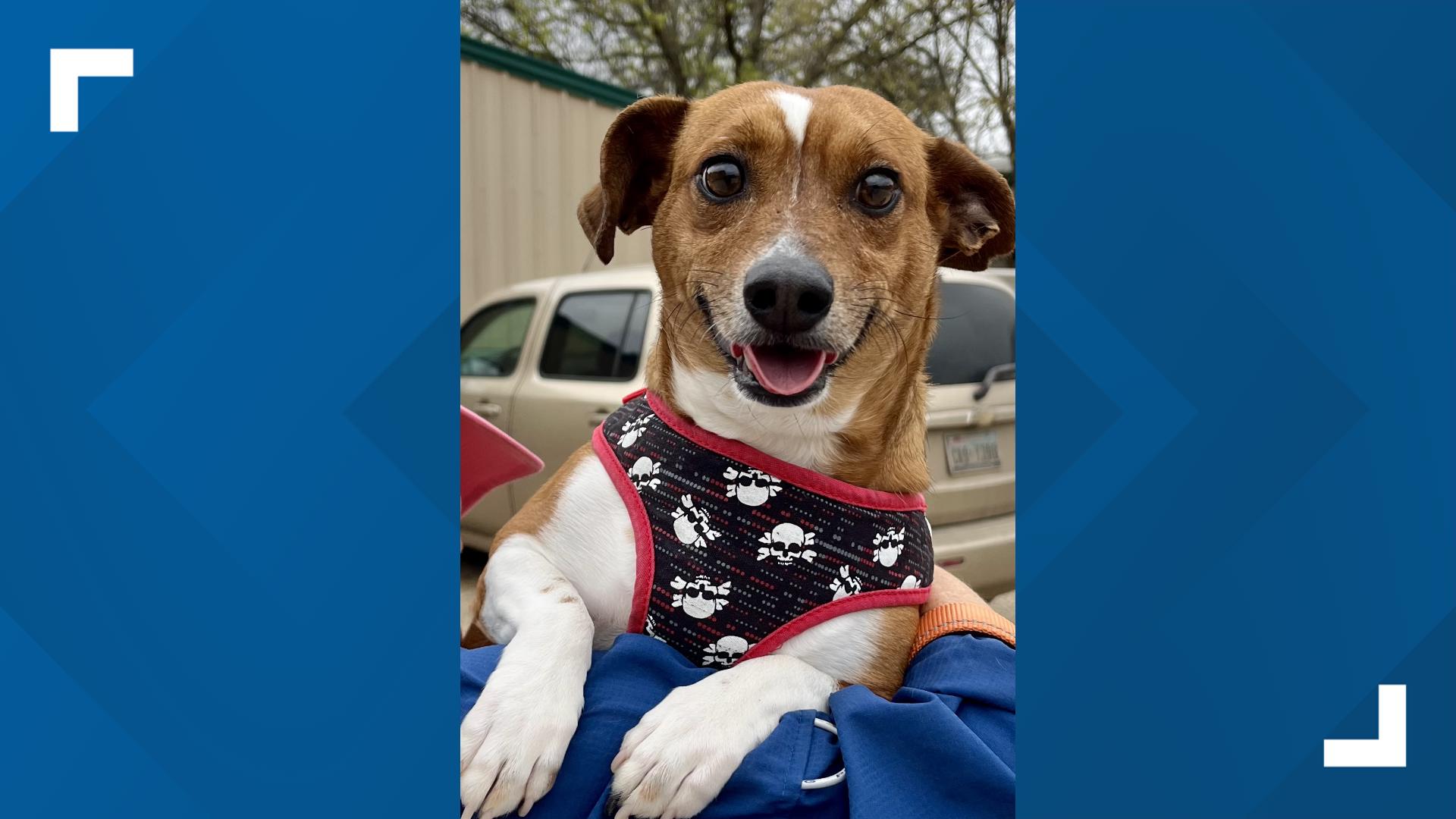 Shelter staff say he is always wagging his tail and has a happy look on his face.