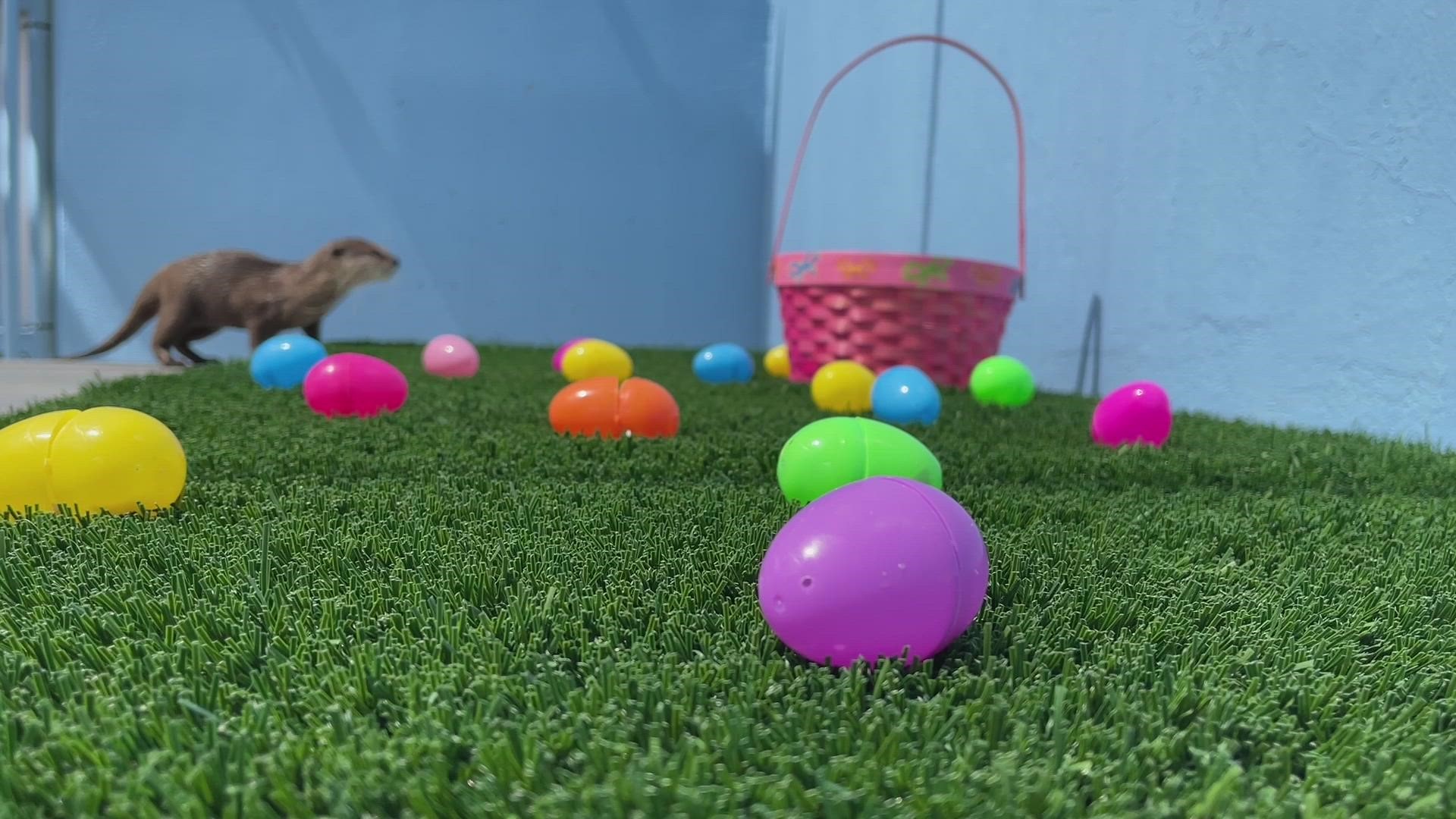 Two of SeaWorld’s Asian small clawed otters  enjoy an “Easter egg hunt”. These eggs are filled with some of their favorite treats, capelin (a small fish).