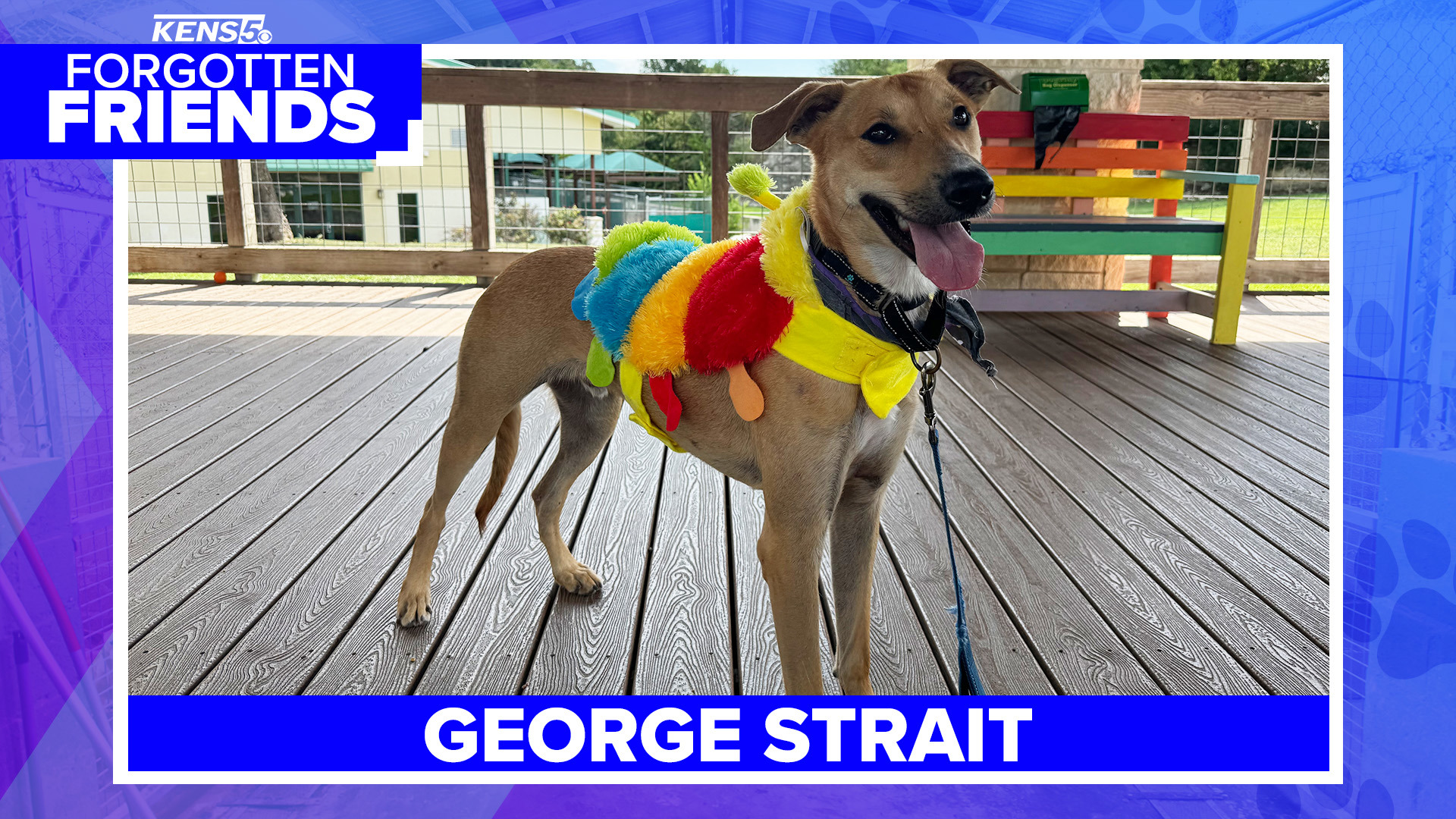 George can be a little nervous when you first meet him, but he's super sweet and loves people.