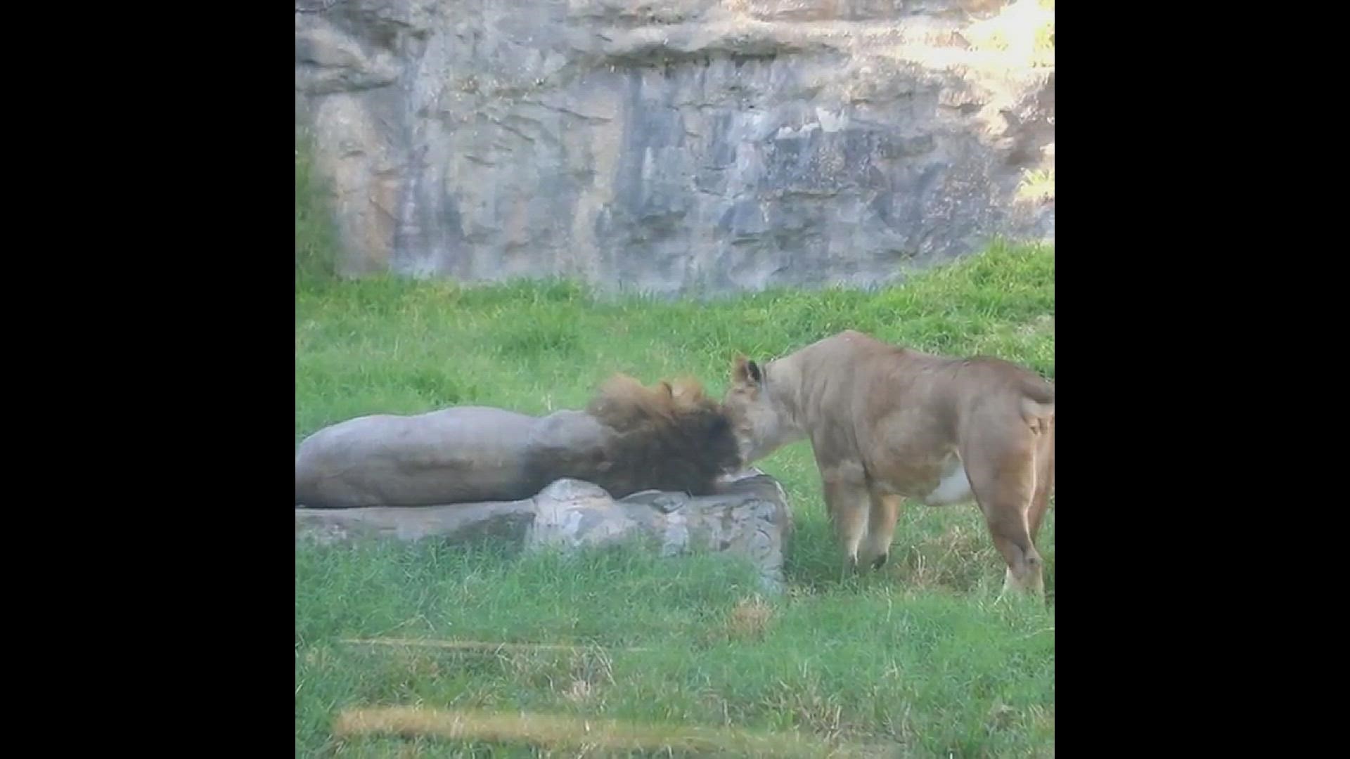 Rarabi Xxx Videos - Queen of the jungle! Even lions know when to compromise | kens5.com