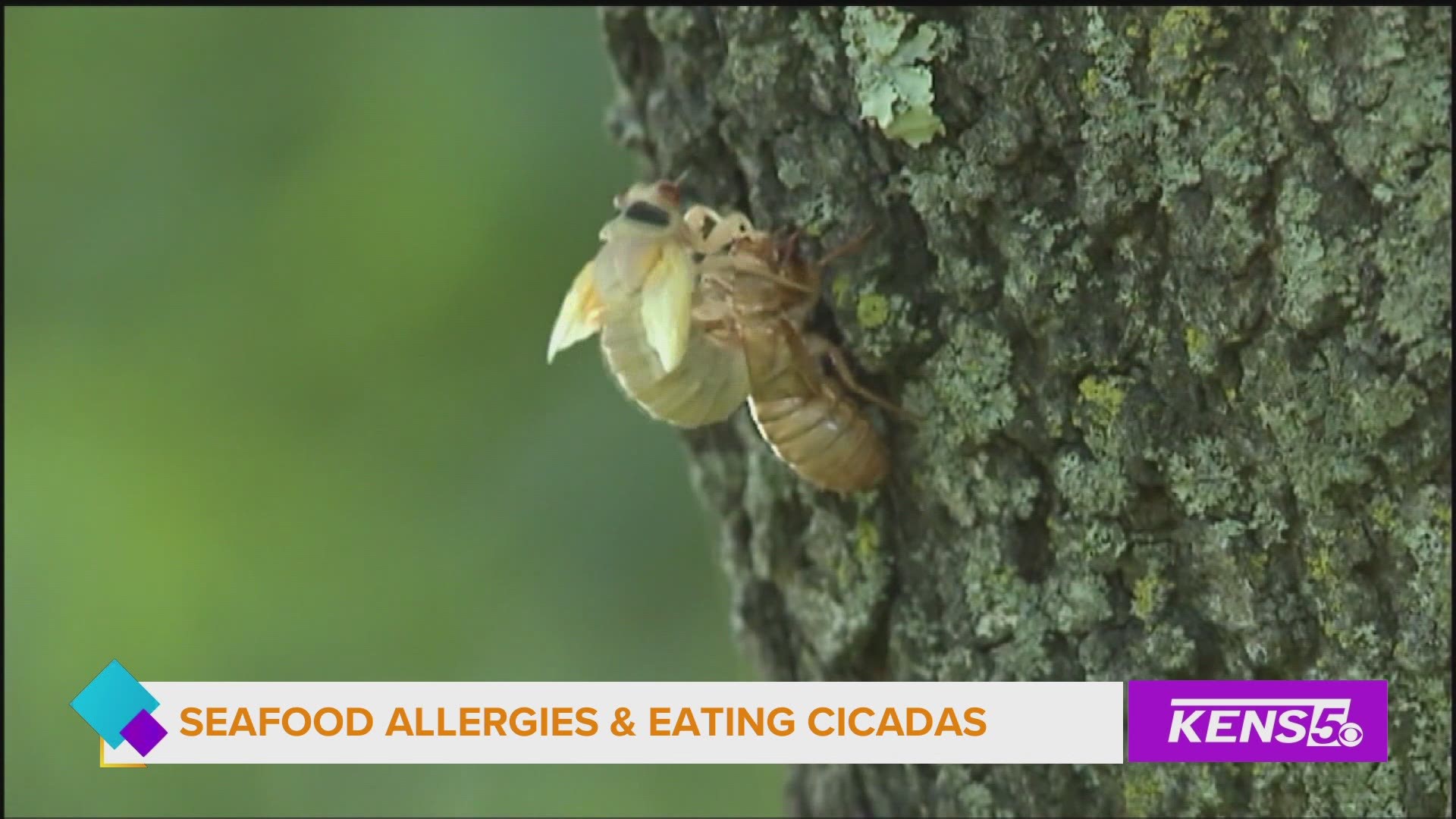 Don't eat cicadas ya'll. Just don't.
