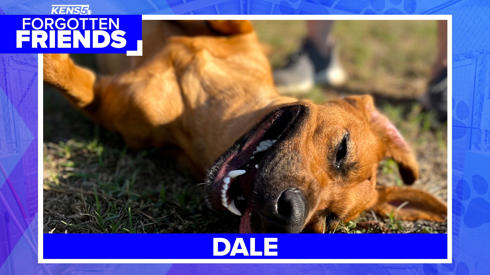 She is a three-year-old Rhodesian Ridgeback and Retriever mix who has been waiting two years for her very own home with humans to love.