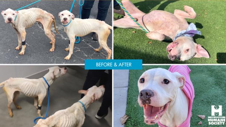 Severely malnourished and neglected pit bulls make recovery, available for adoption