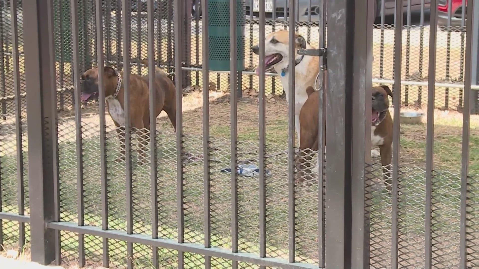 The two dogs were on "foster holds" when they were killed by ACS.