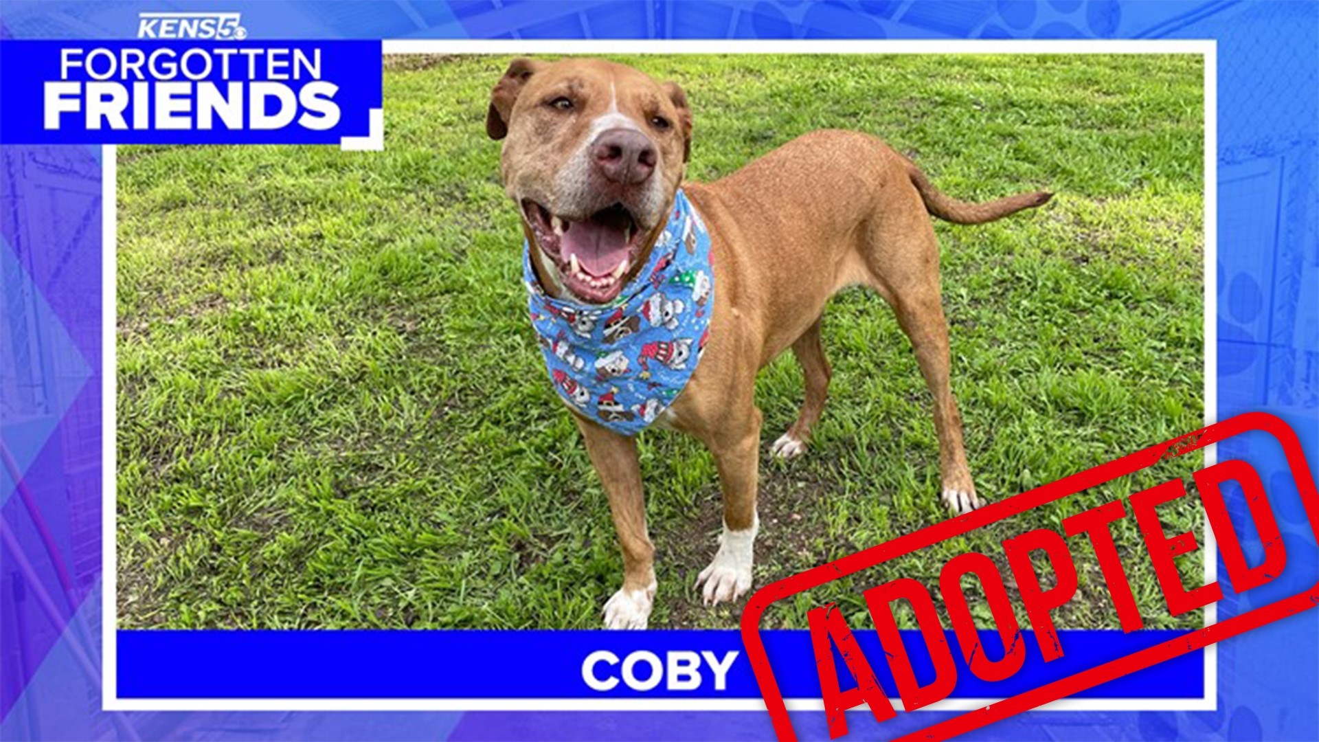 Coby is a 76-pound terrier mix out at the Bulverde Area Humane Society who is a happy, and easygoing dog who has been through a lot in his five years on this planet.