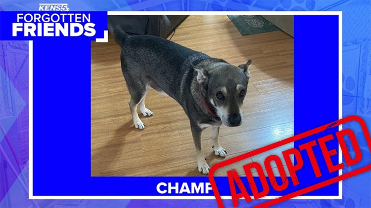 Champ, who's owner had to give him up, was adopted! | Forgotten Friends