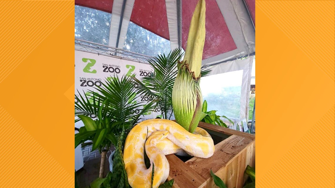 Corpse flower at San Antonio Zoo gets new name La Llorona - Vimarsana News