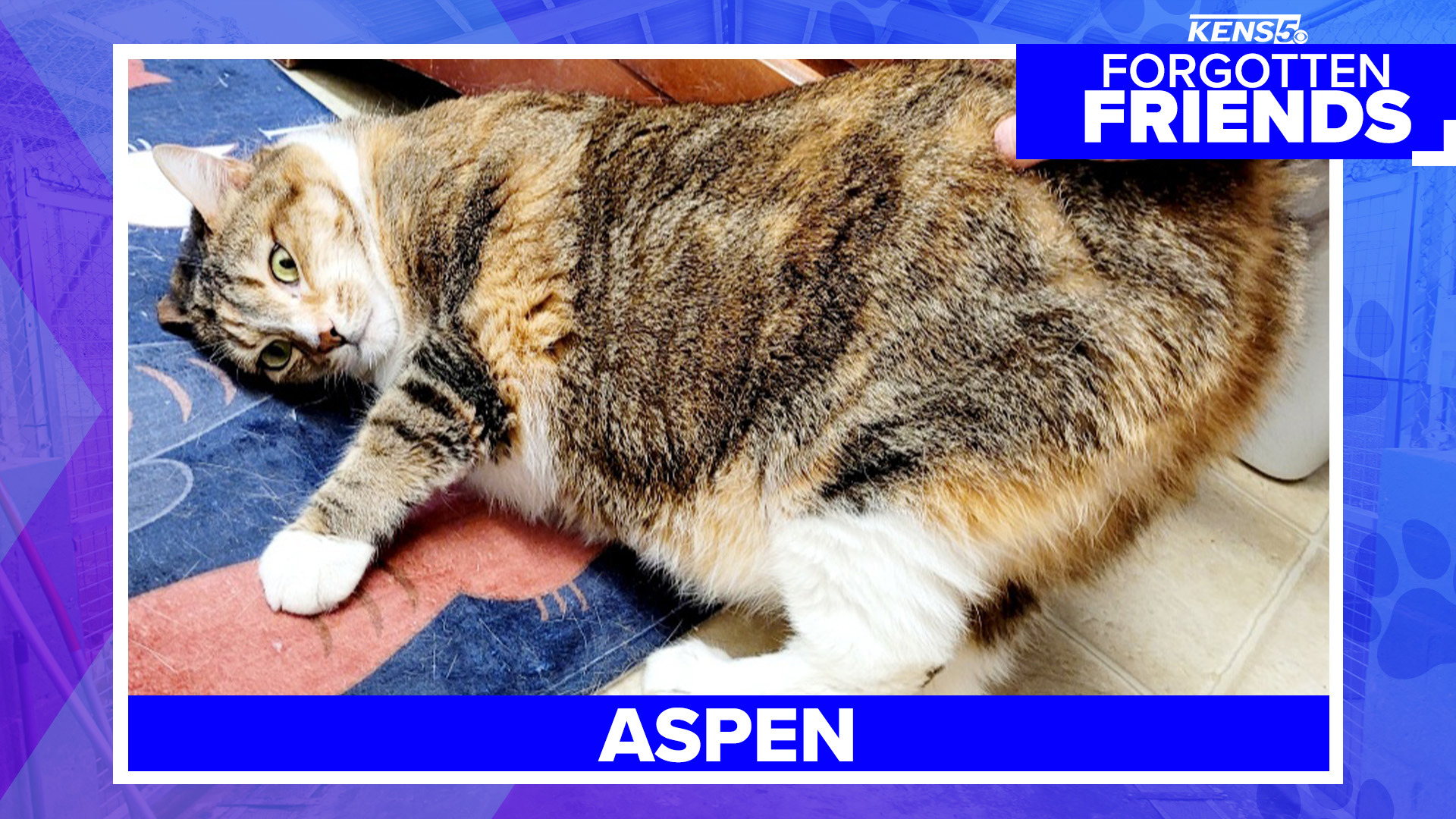 Aspen would love to be chosen by someone with no small kids that promises to never miss treat time.