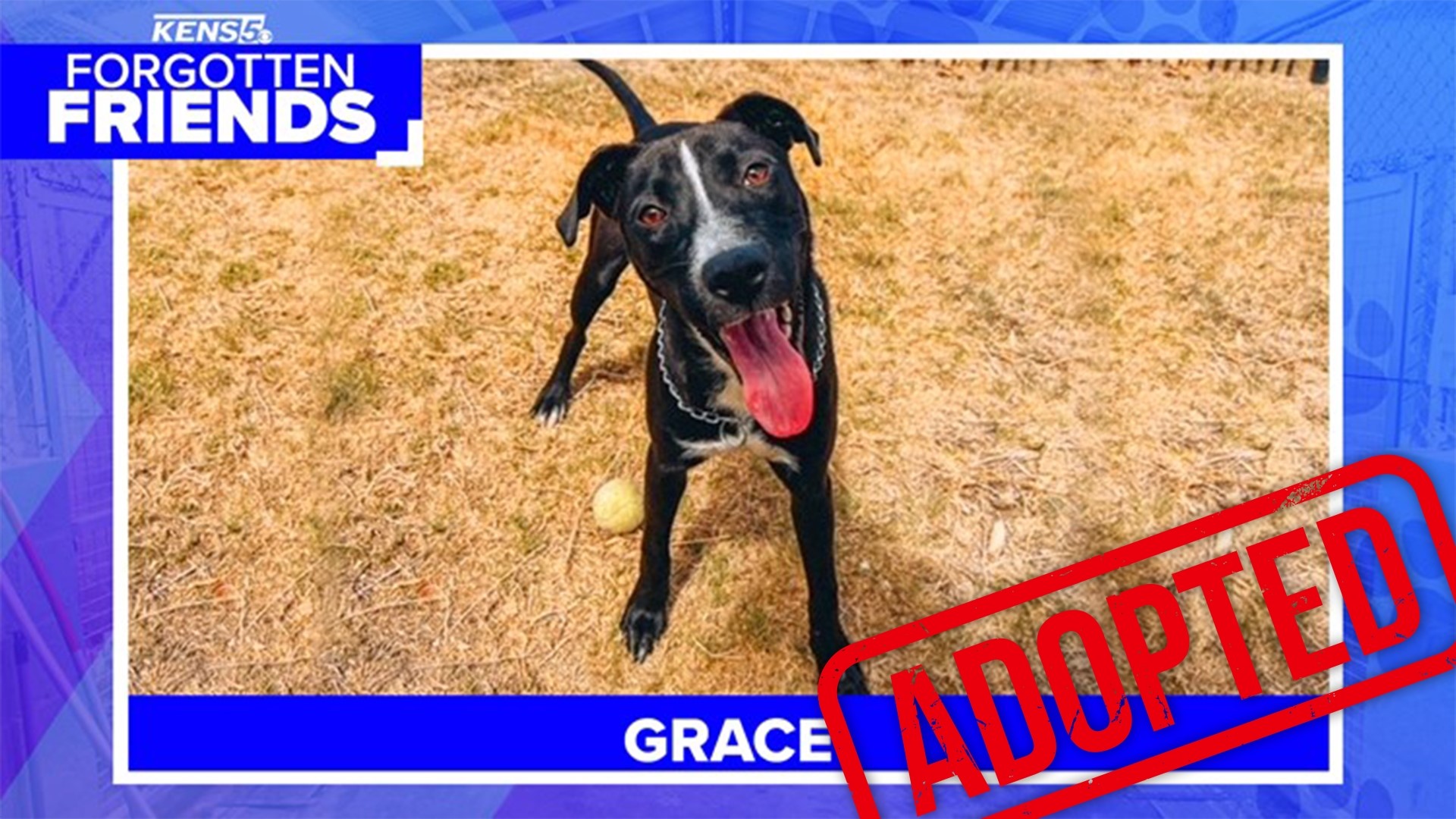 Grace is a 1-year-old Labrador mix with lots of energy who just wants to belong to someone and be loved.