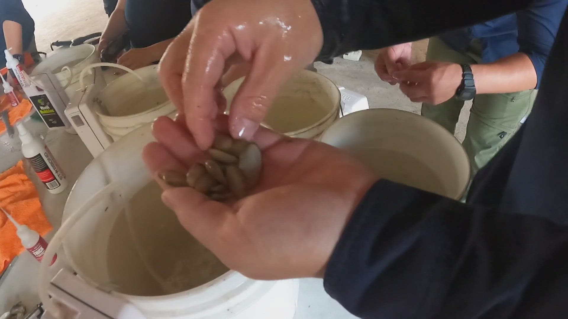 The San Antonio River Authority collaborated with U.S. Fish and Wildlife Service (USFWS) to help bring thousands of native mussels to waterways in the area.