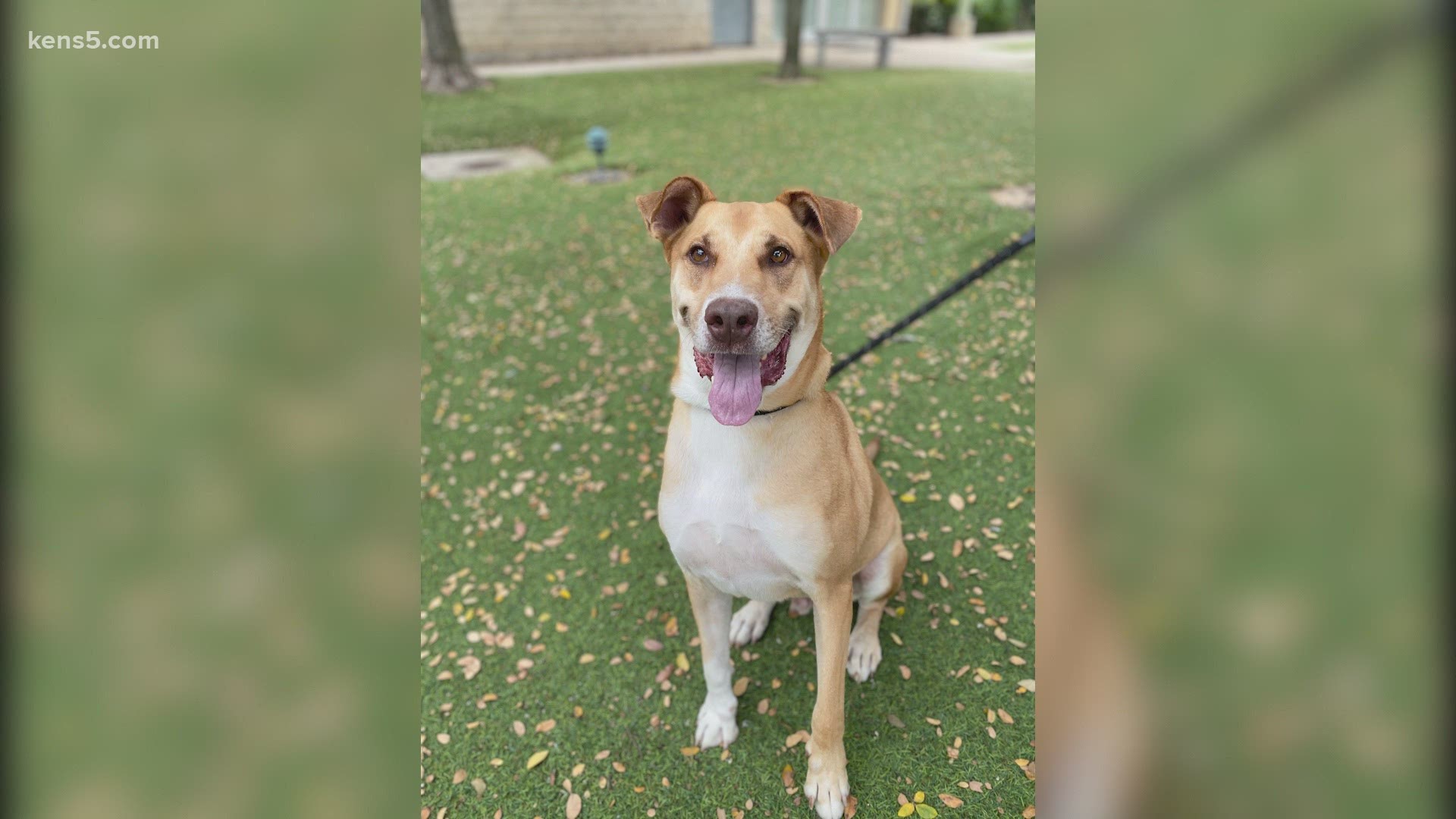 Meet Sterling, our Pet of the Week, from the San Antonio Humane Society. He's 6 years old, but he's a puppy at heart.