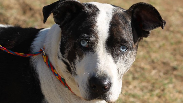 Harvey is a 3-year-old Catahoula mix who just wants to be loved | Forgotten Friends