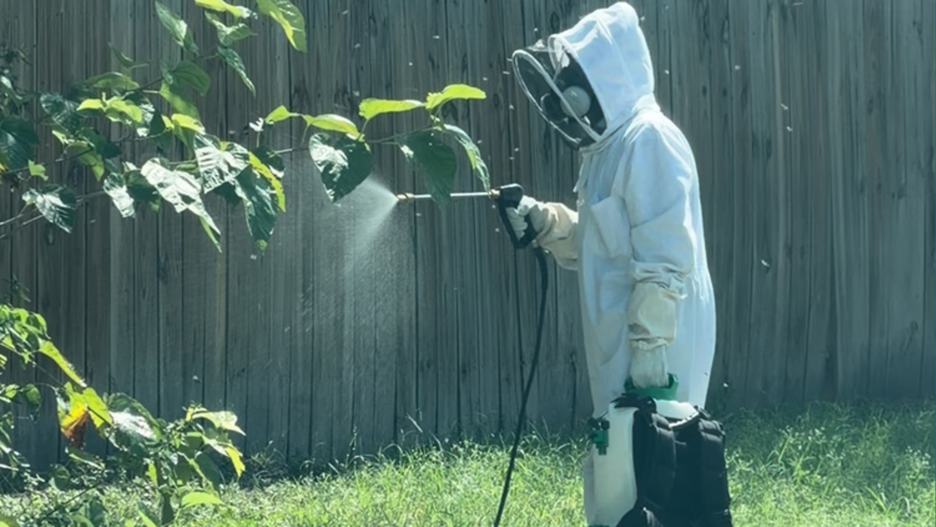 Video Title Examples Bee swarm sends landscaper to hospital, restricts Kirby road through ...