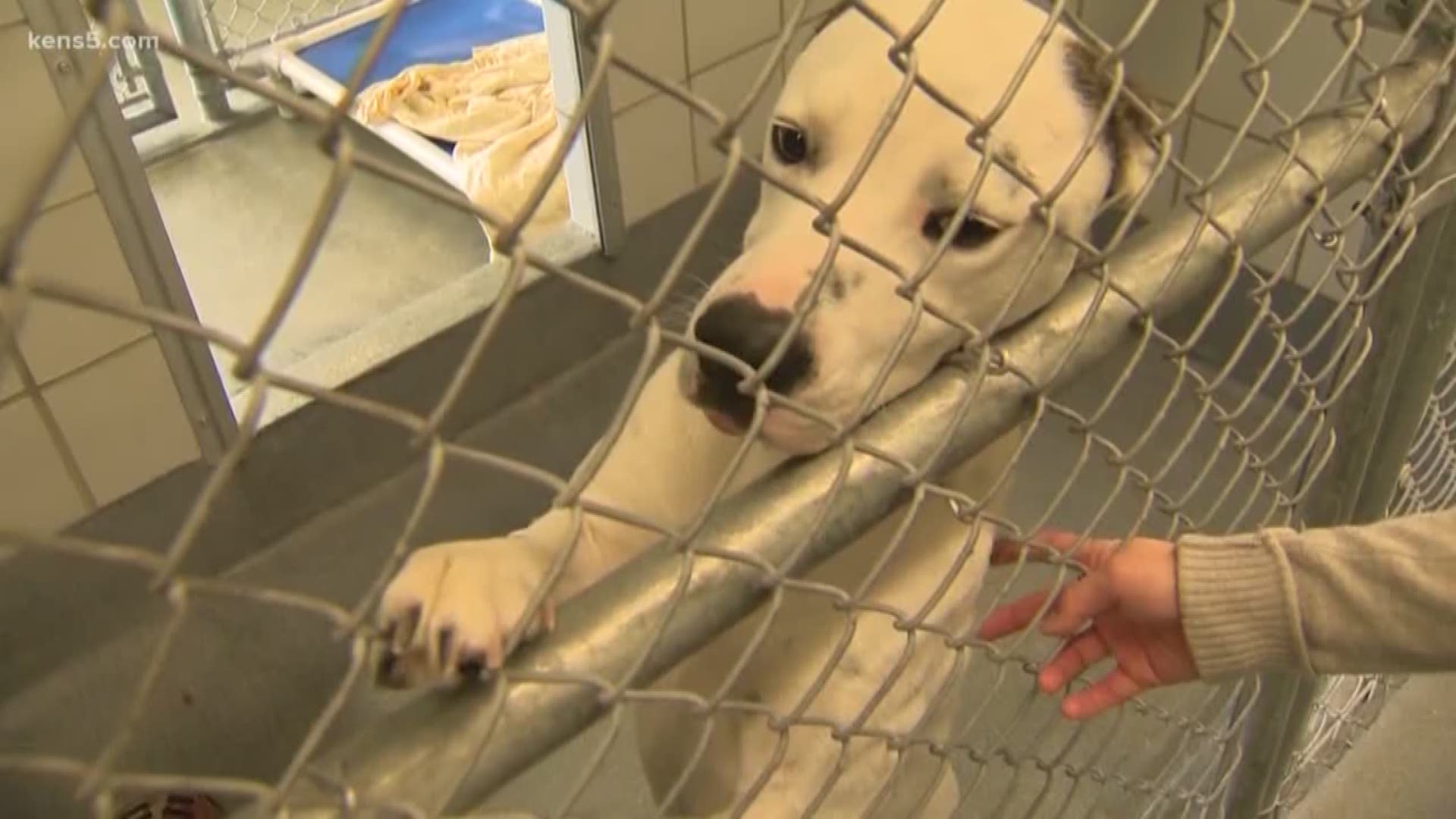 City Council just approved a program to help shelter pets and veterans. Eyewitness News reporter Erica Zucco explains.