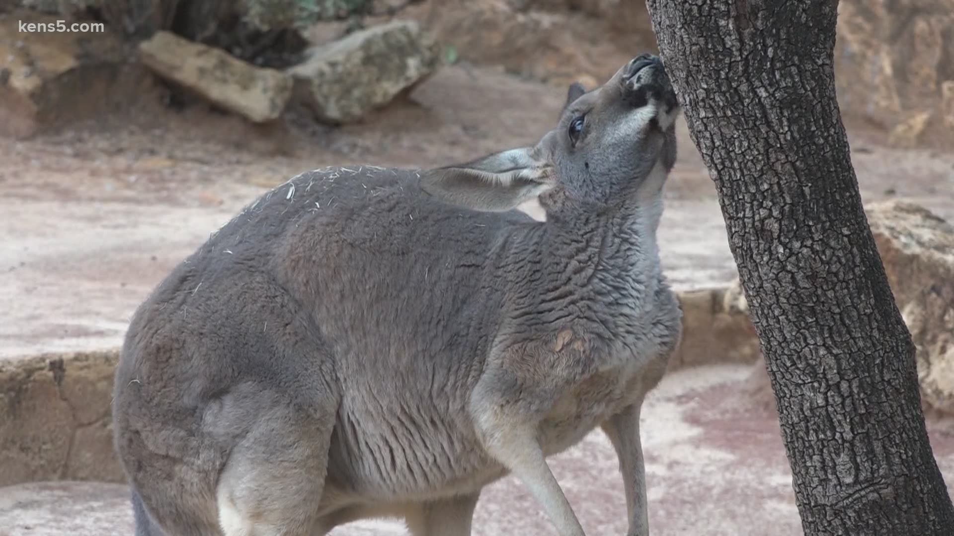 Extra bedding and heated pools are how some denizens at the San Antonio Zoo are being cared for amid the arctic blast.