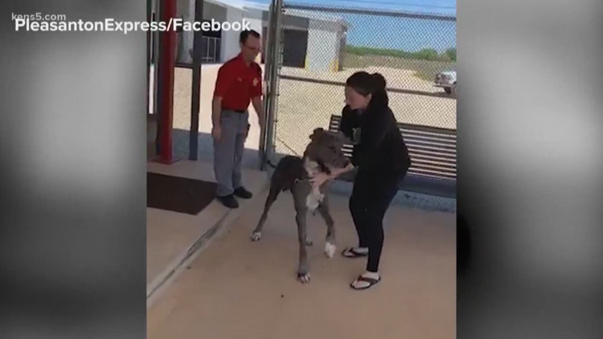 The Atascosa County Sheriff's Office and Animal Control department were able to track down Scooby, the Great Dane service animal that belongs to a disabled U.S. Coast Guard veteran. The dog went missing two weeks ago.
