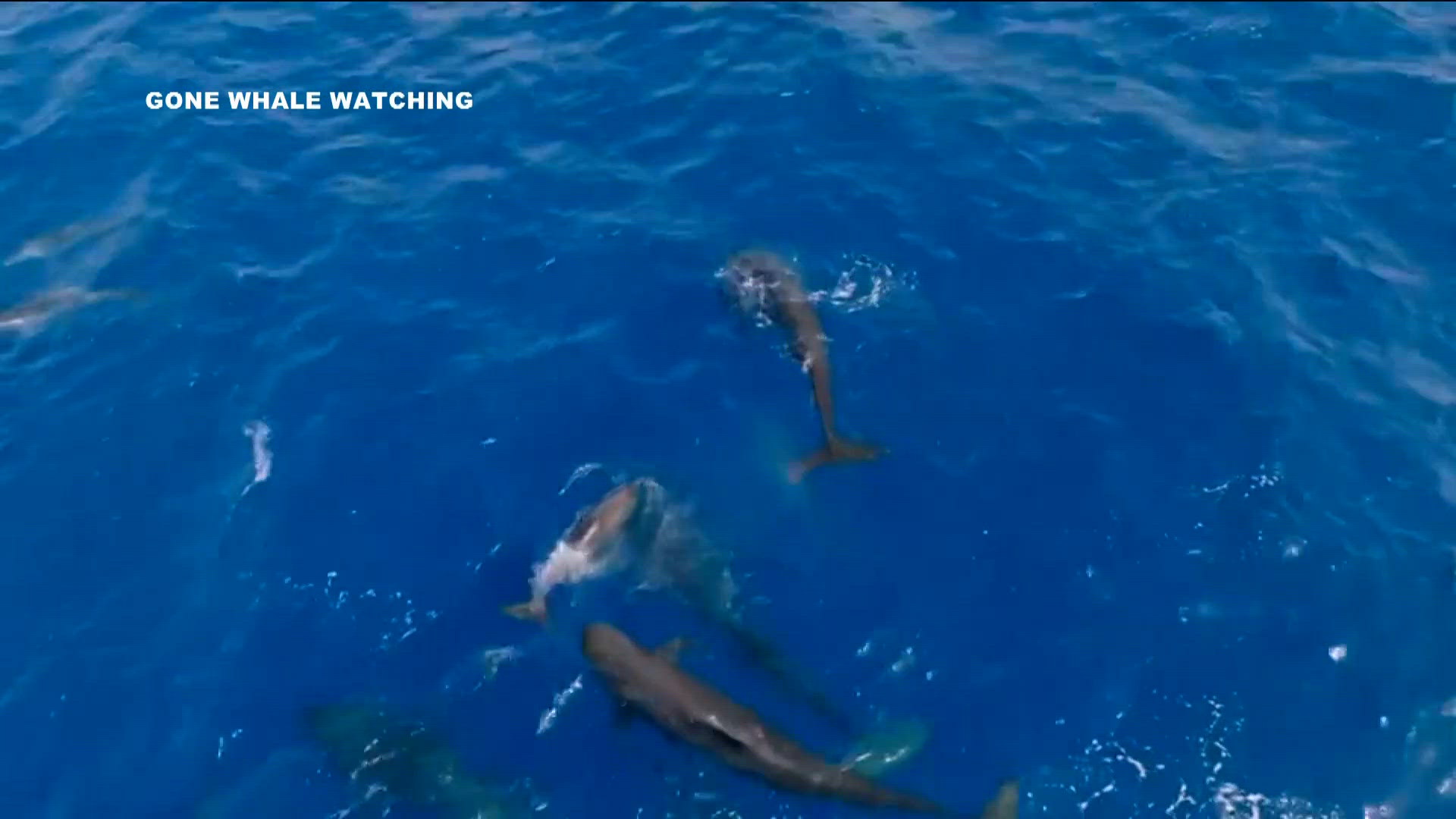 'Mind-blowing moment': Rare super-pod of pilot whales stuns San Diego tour company