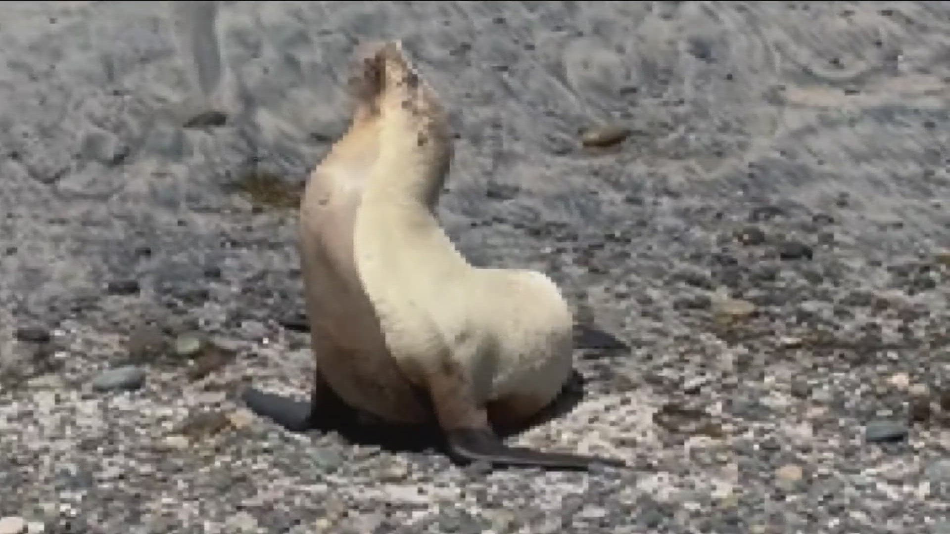 A sea lion exhibiting symptoms of a neurotoxin produced by an algae bloom was one of nine animals rescued in the San Diego area in just the week.