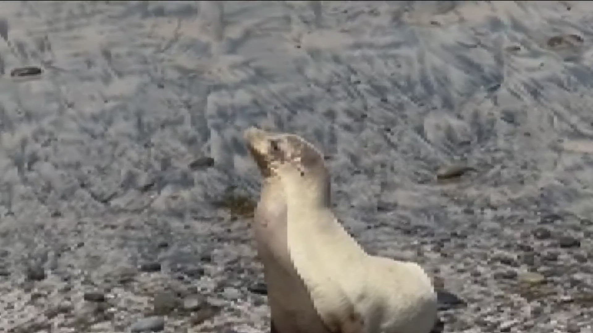 A sea lion exhibiting symptoms of a neurotoxin produced by an algae bloom was one of nine animals rescued in the San Diego area in just the week.