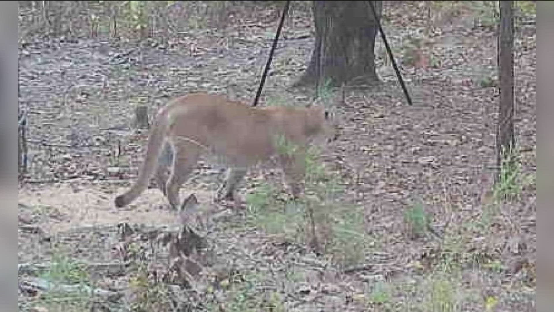 A mountain lion was spotted in southwest Arkansas and is getting a lot of attention as hunters make their way to Arkansas for deer season.