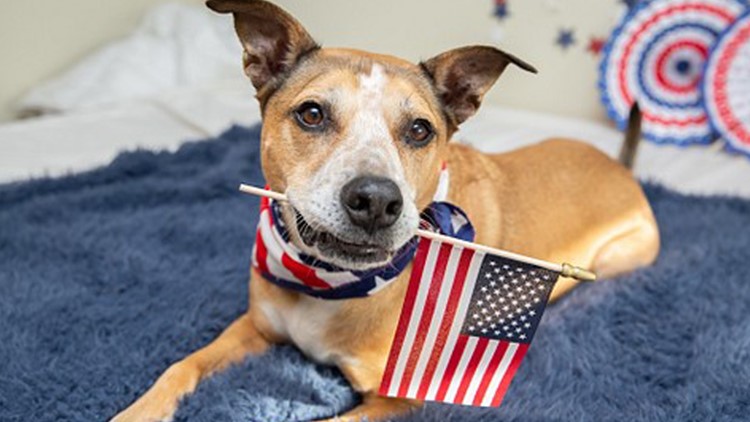 Safety tips for anxious pets during July 4th activities