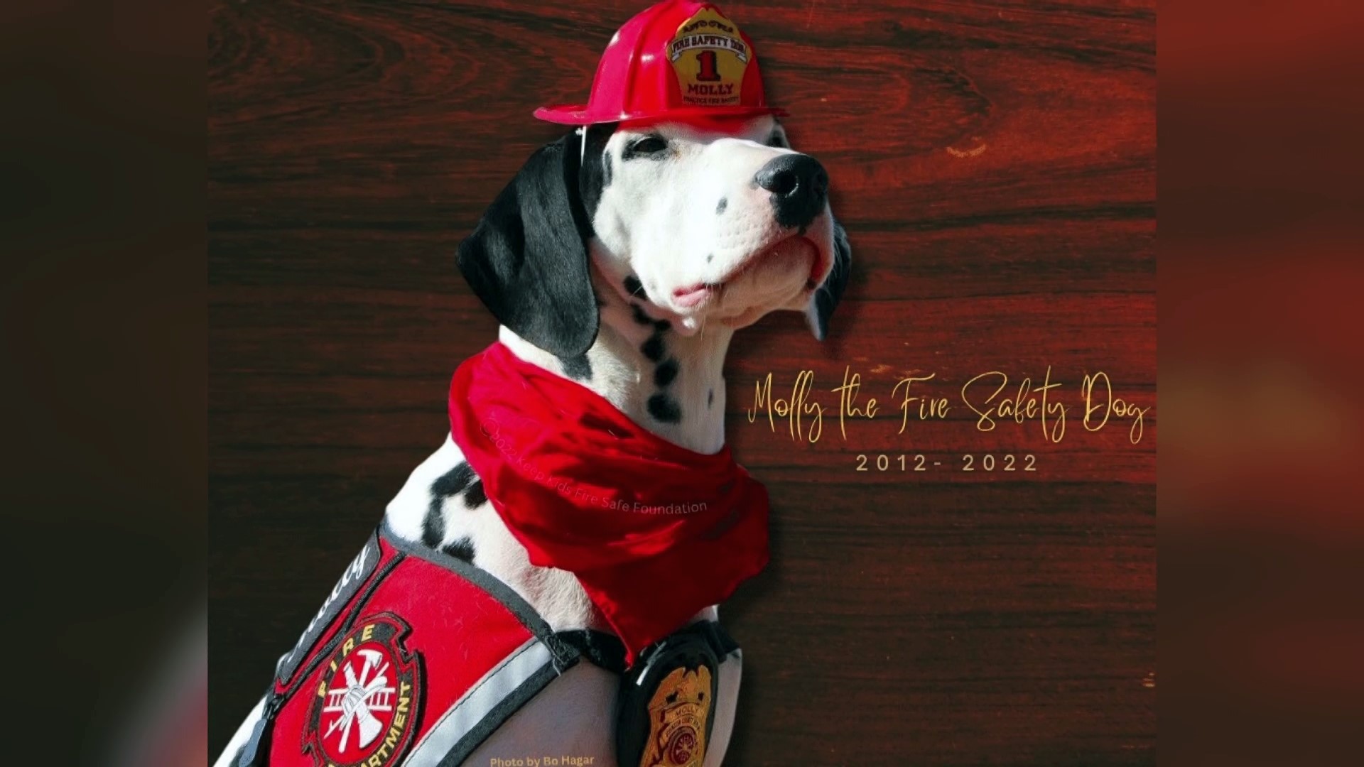 Arkansas fire safety dog Molly dies at age 10