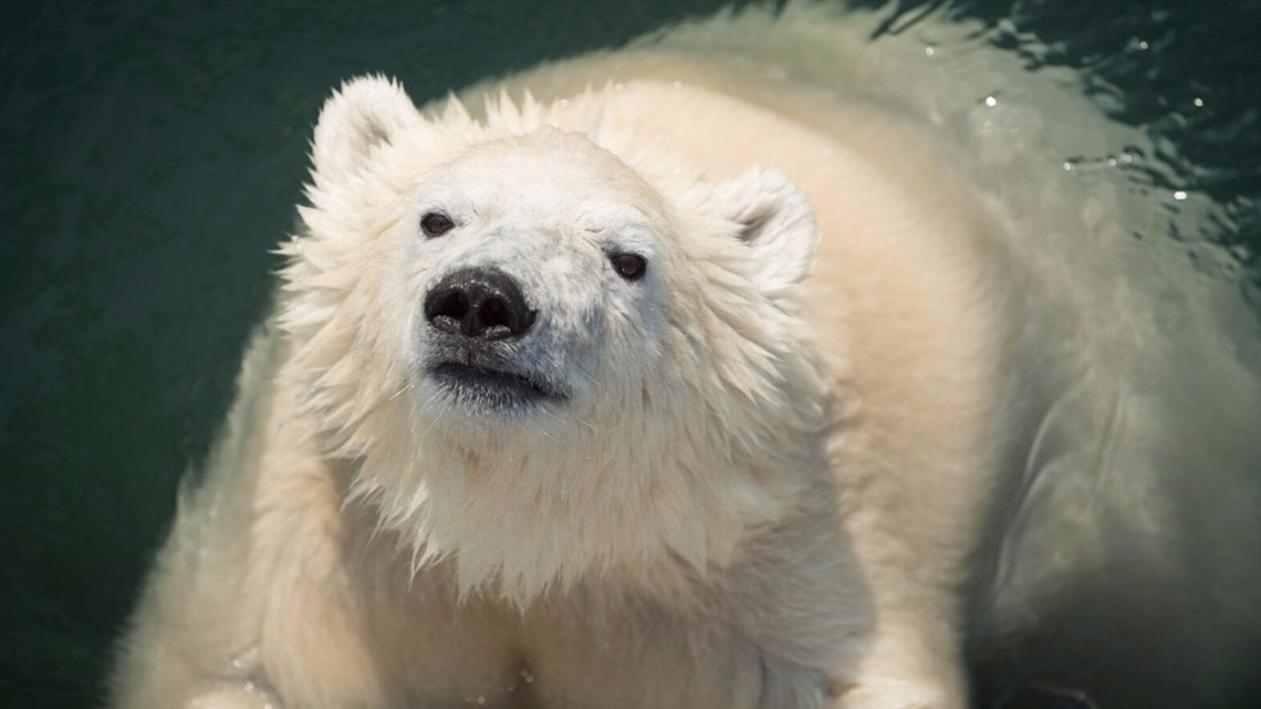 Oregon Zoo polar bears to get bigger habitat | kens5.com