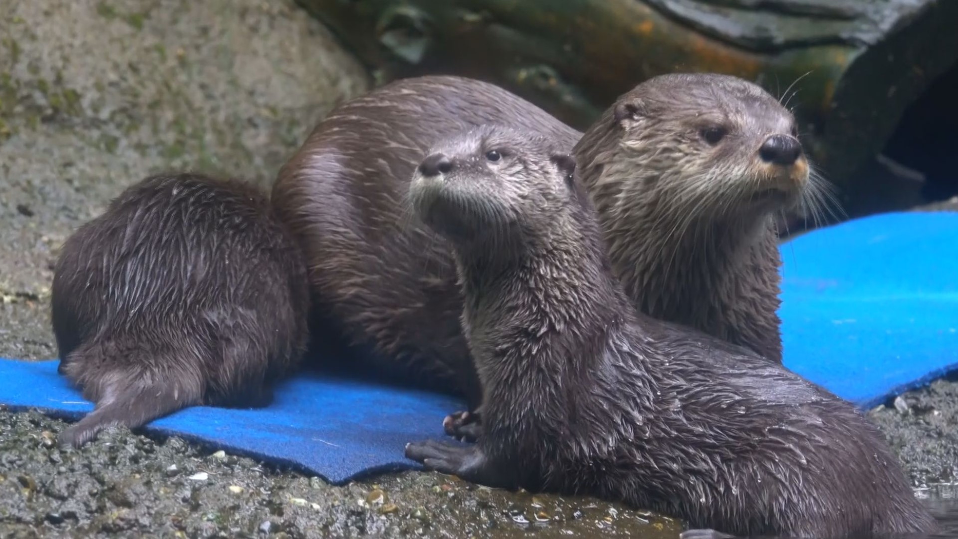 This is the first time in more than 70 years the river otters have been spotted on that river.