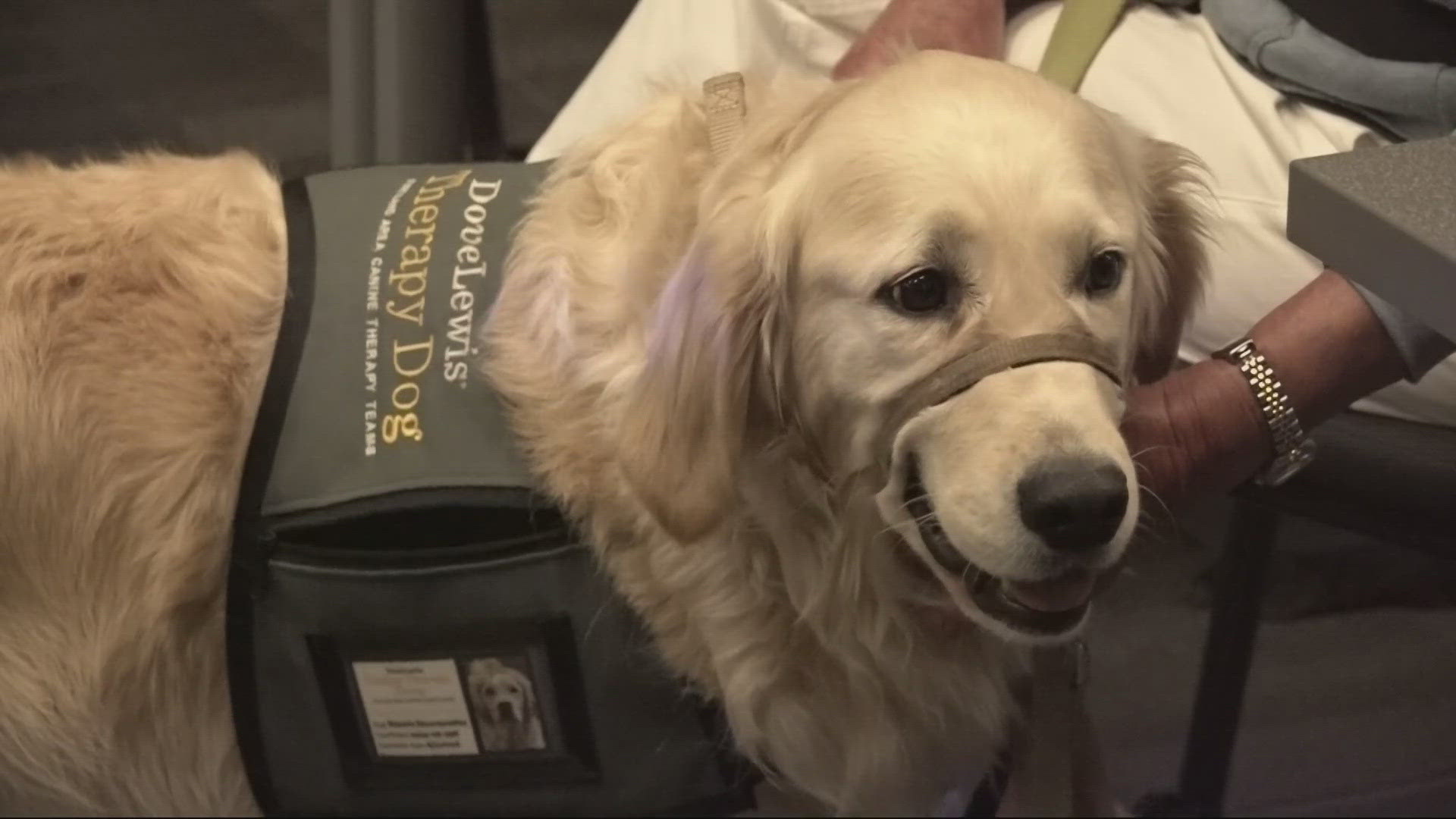 A Portland animal clinic is offering up therapy dogs to help out people testifying in courtrooms.