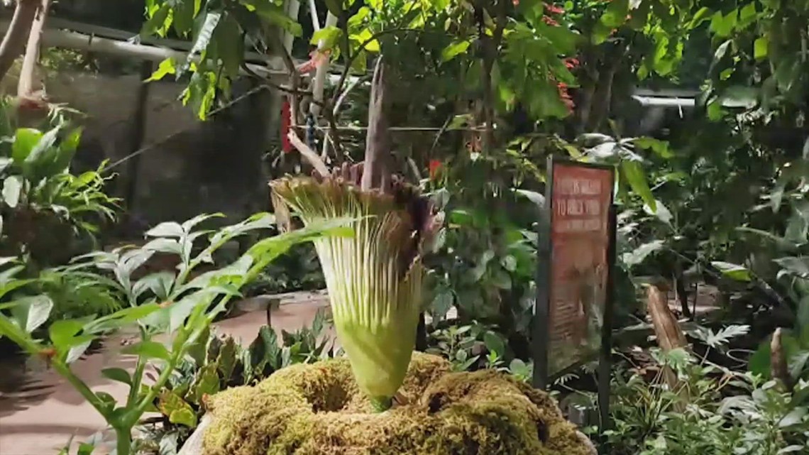 It's blooming! See video of 'Meg' the corpse flower at the Houston Museum of Natural Science