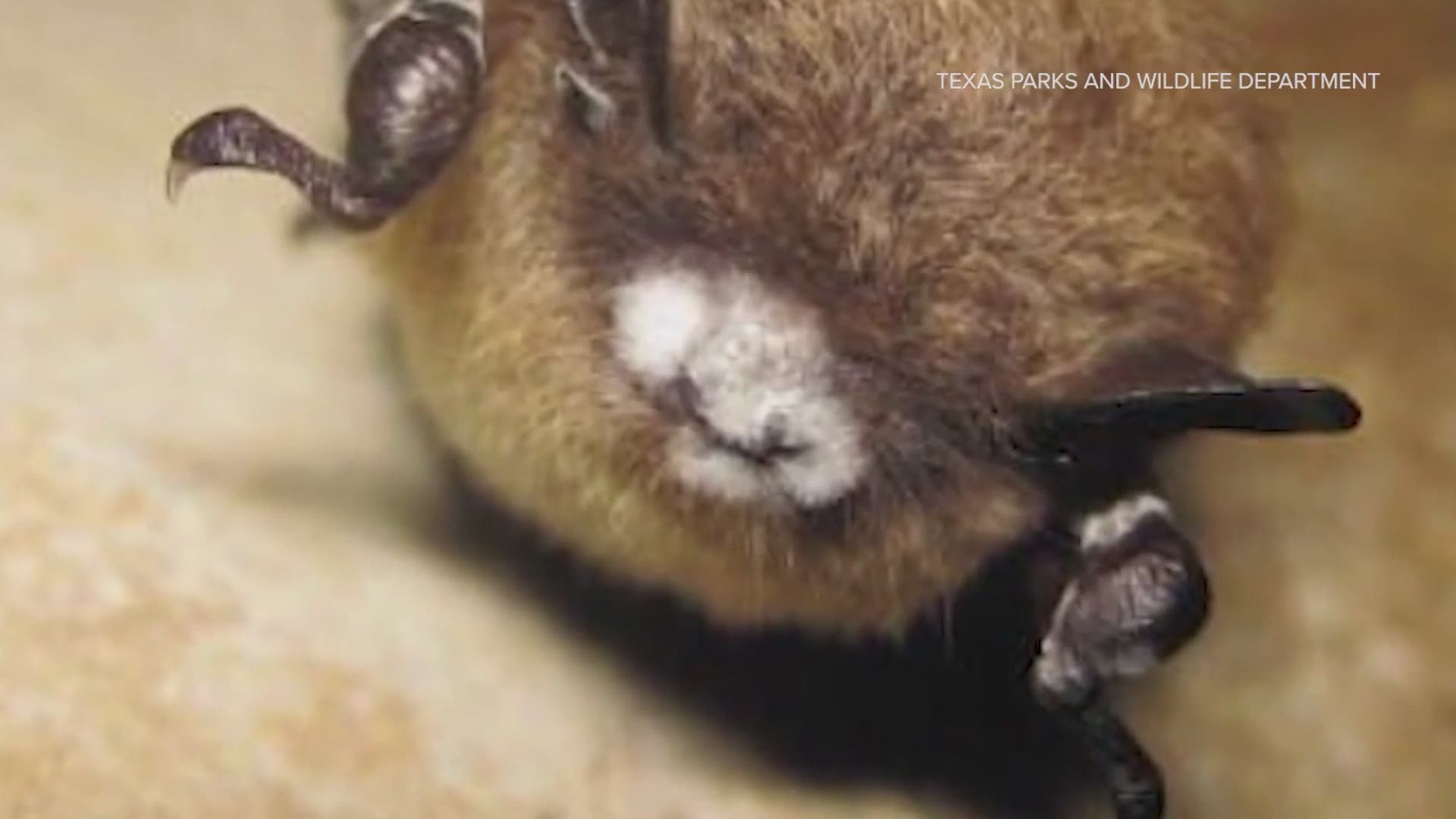 They're looking to see where white-nose syndrome is spreading. It's a disease that is killing the state's bat population.