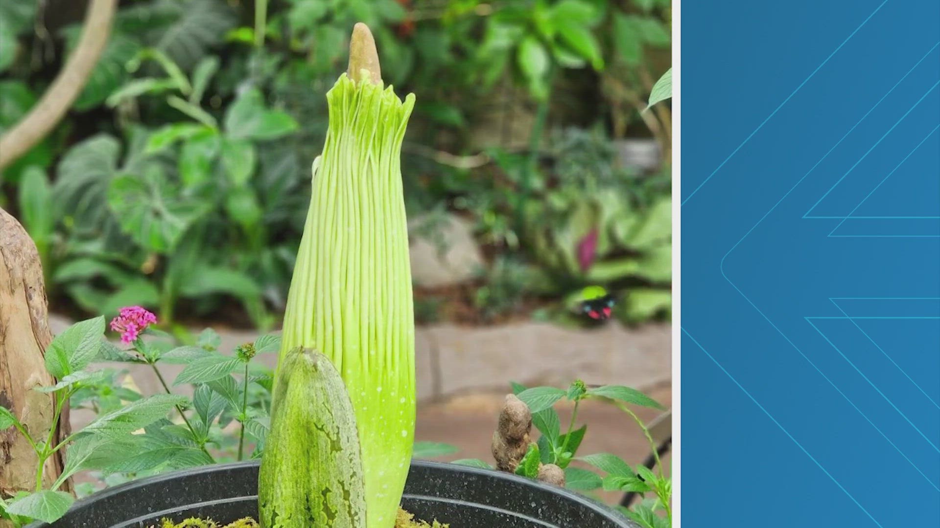 The corpse flower at the Houston Museum of Natural Science is just days from blooming.