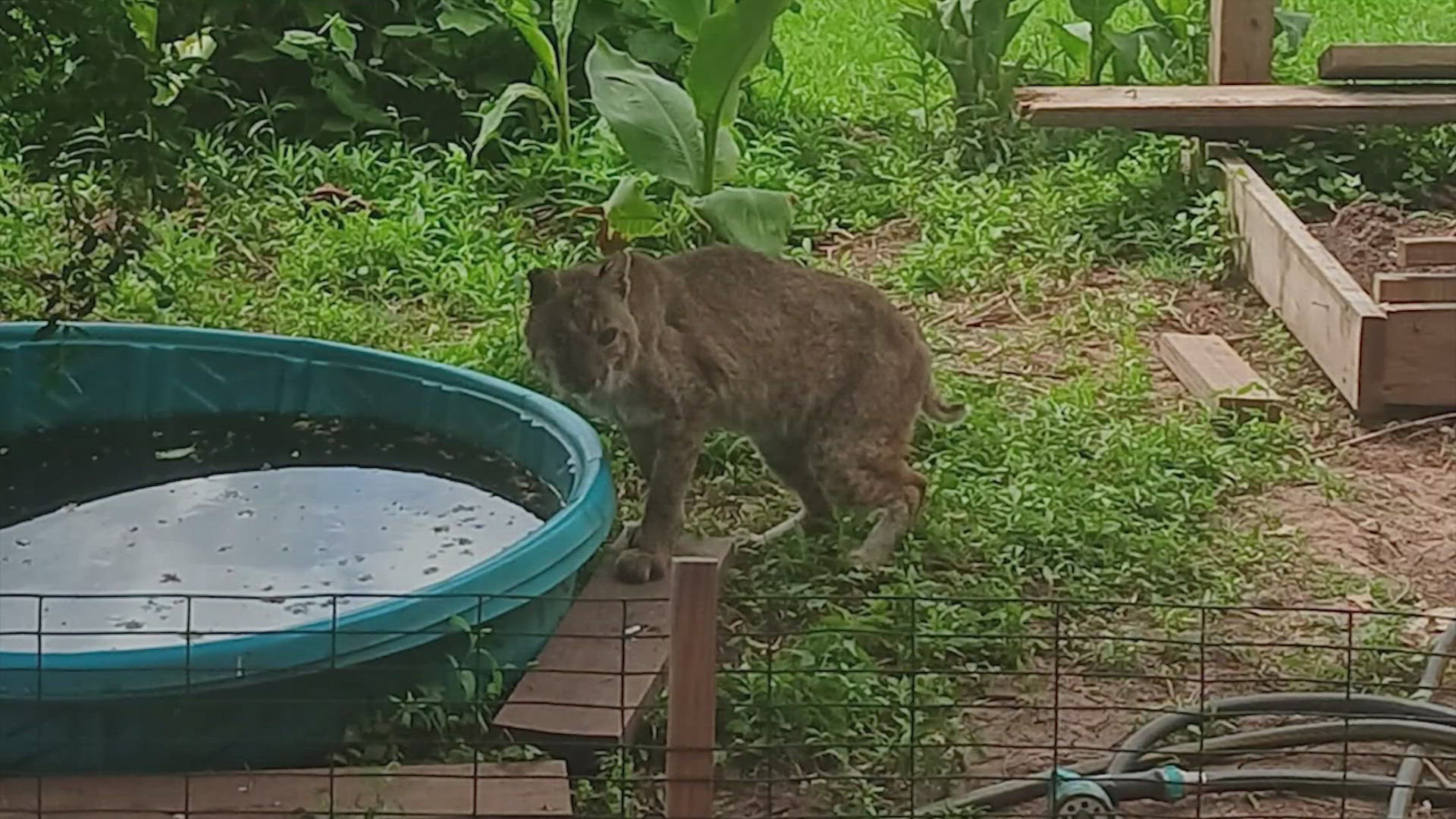 Judi Carlsson photographed a large bobcat in her Quail Valley yard. Construction crews clearing trees near La Quinta golf course are displacing wildlife.
