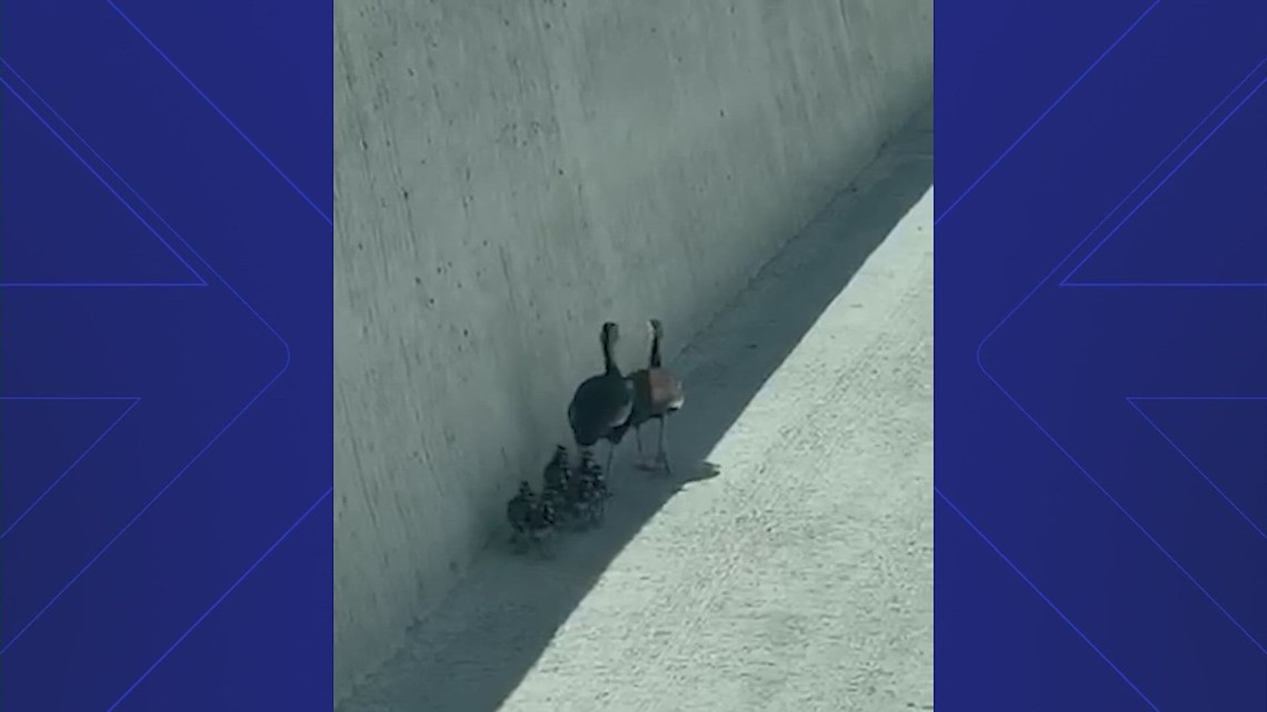 Woman escorts family of ducks off highway in Houston, Texas - Vimarsana News