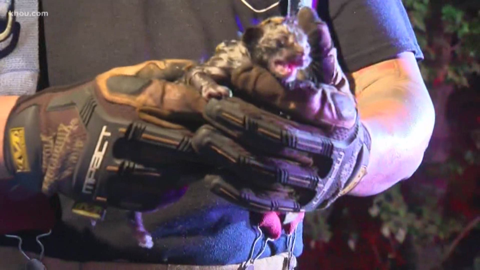 Firefighters were able to save a small kitten from a large fire in north Harris County.