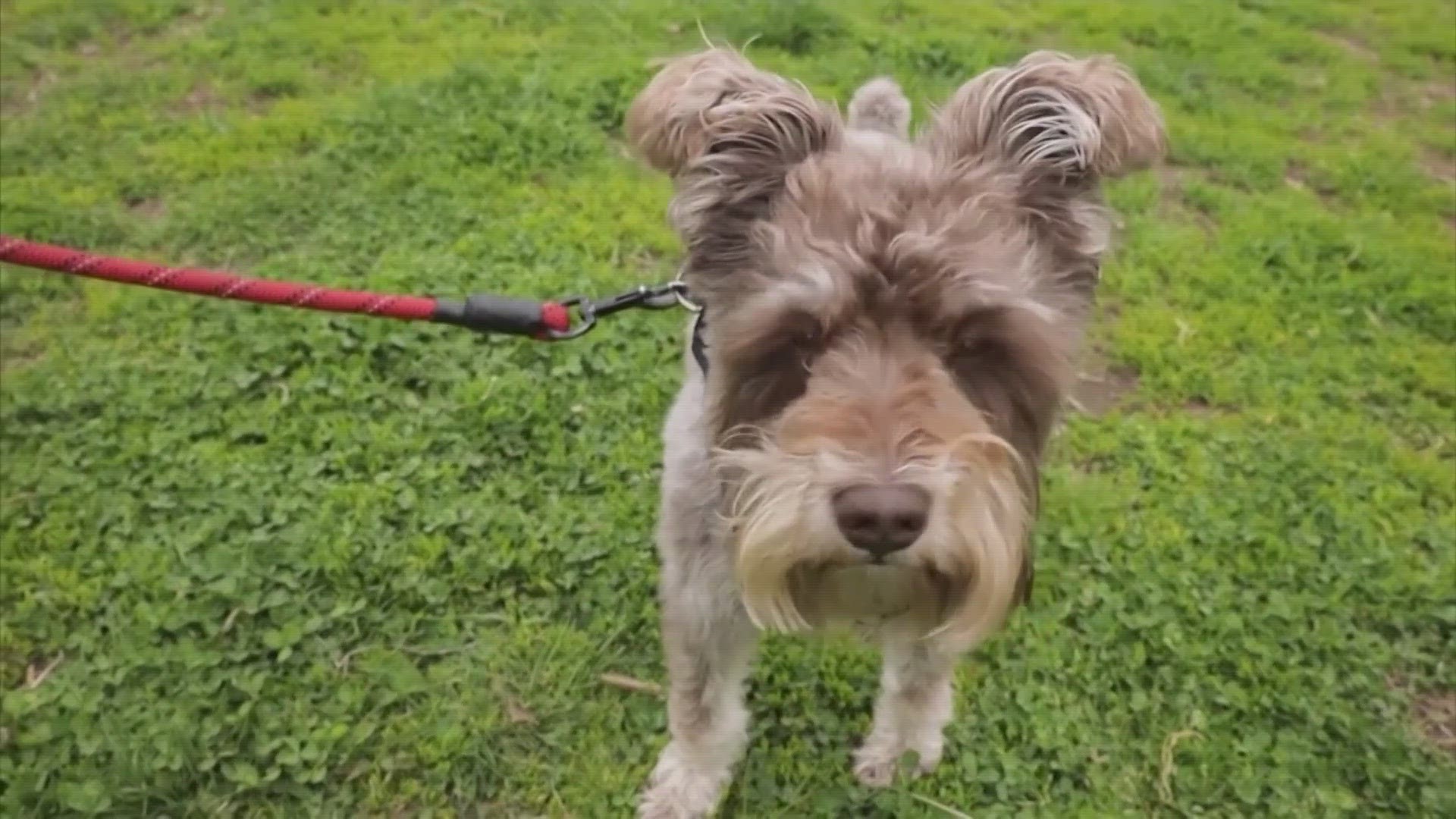 One of the laws is intended to put an end to so-called "puppy mills." Starting September 1, breeders with five or more female dogs must become licensed.