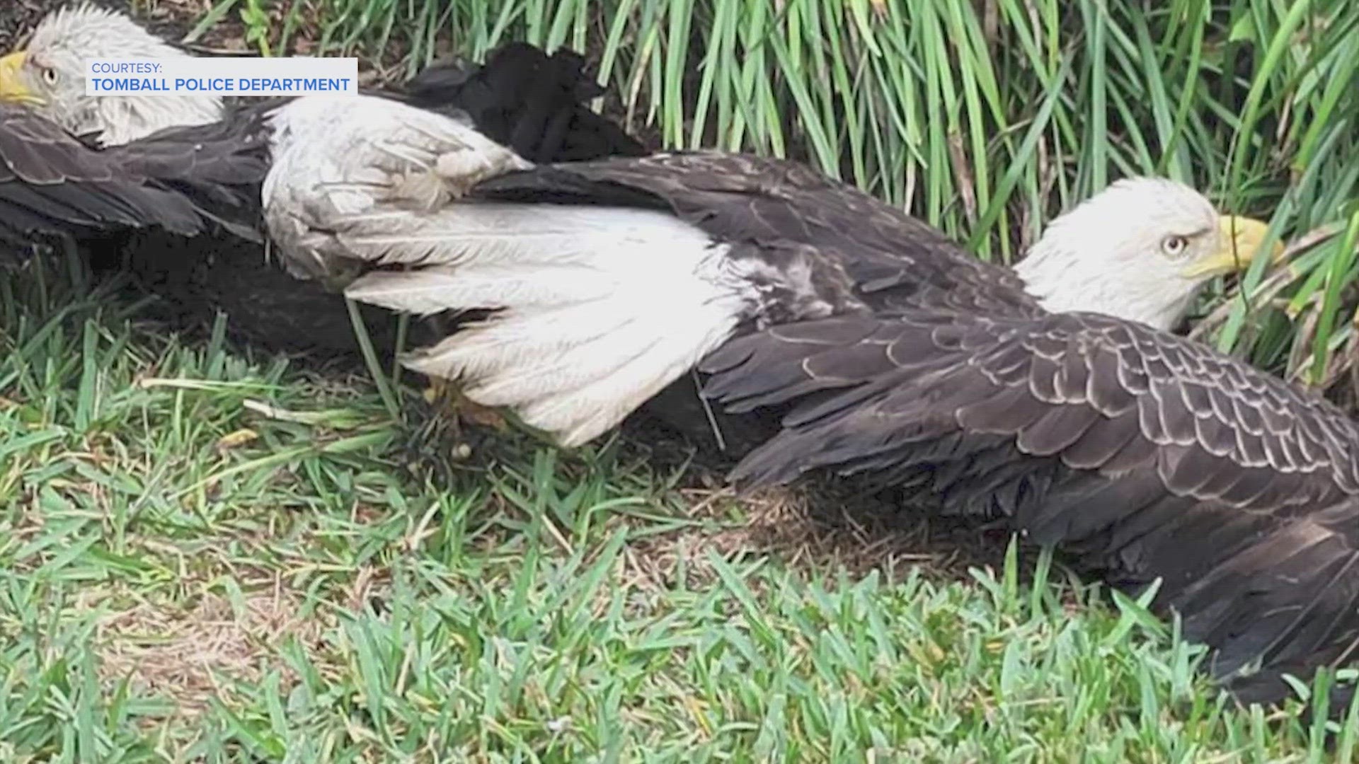 Tomball police and firefighters had to play referees Monday to two bald eagles who were caught quarreling over scraps of food in the front yard of a home.