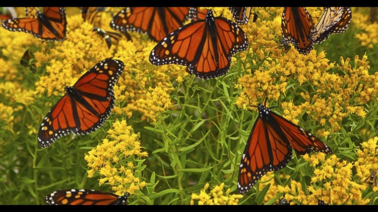 In Rio Grande Valley, butterflies at center of border wall battle