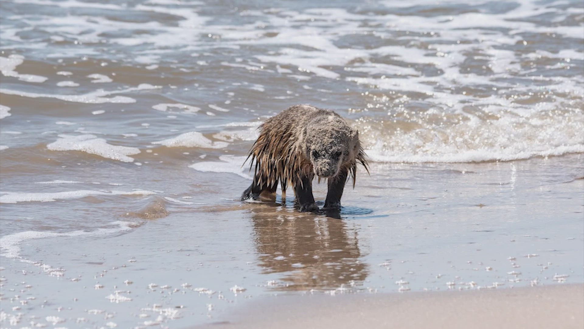 Officials say badgers can be found all over the state, including Padre Island.