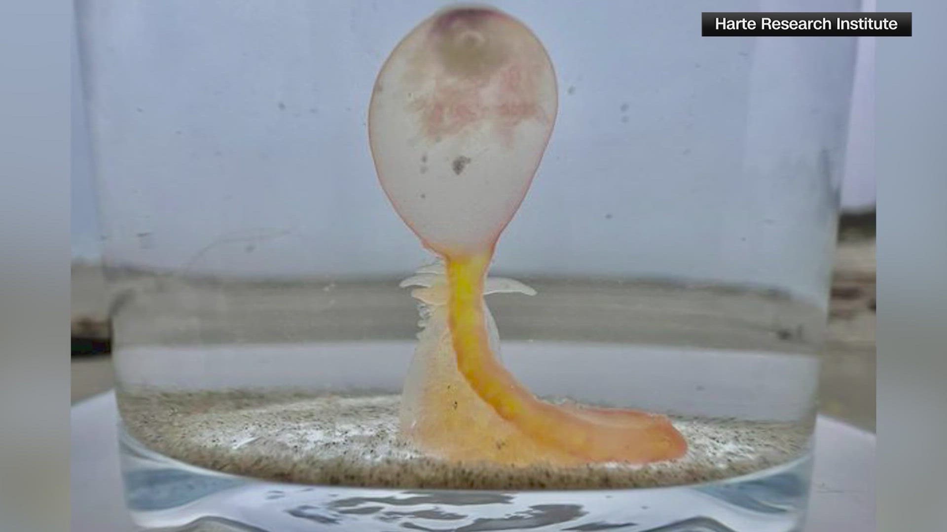 There have been reports of creatures that look like aliens washing up on Mustang Island near Corpus Christi.