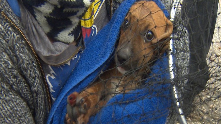 MLB pitcher, Ironman rescue puppies from sewer drain in north Houston