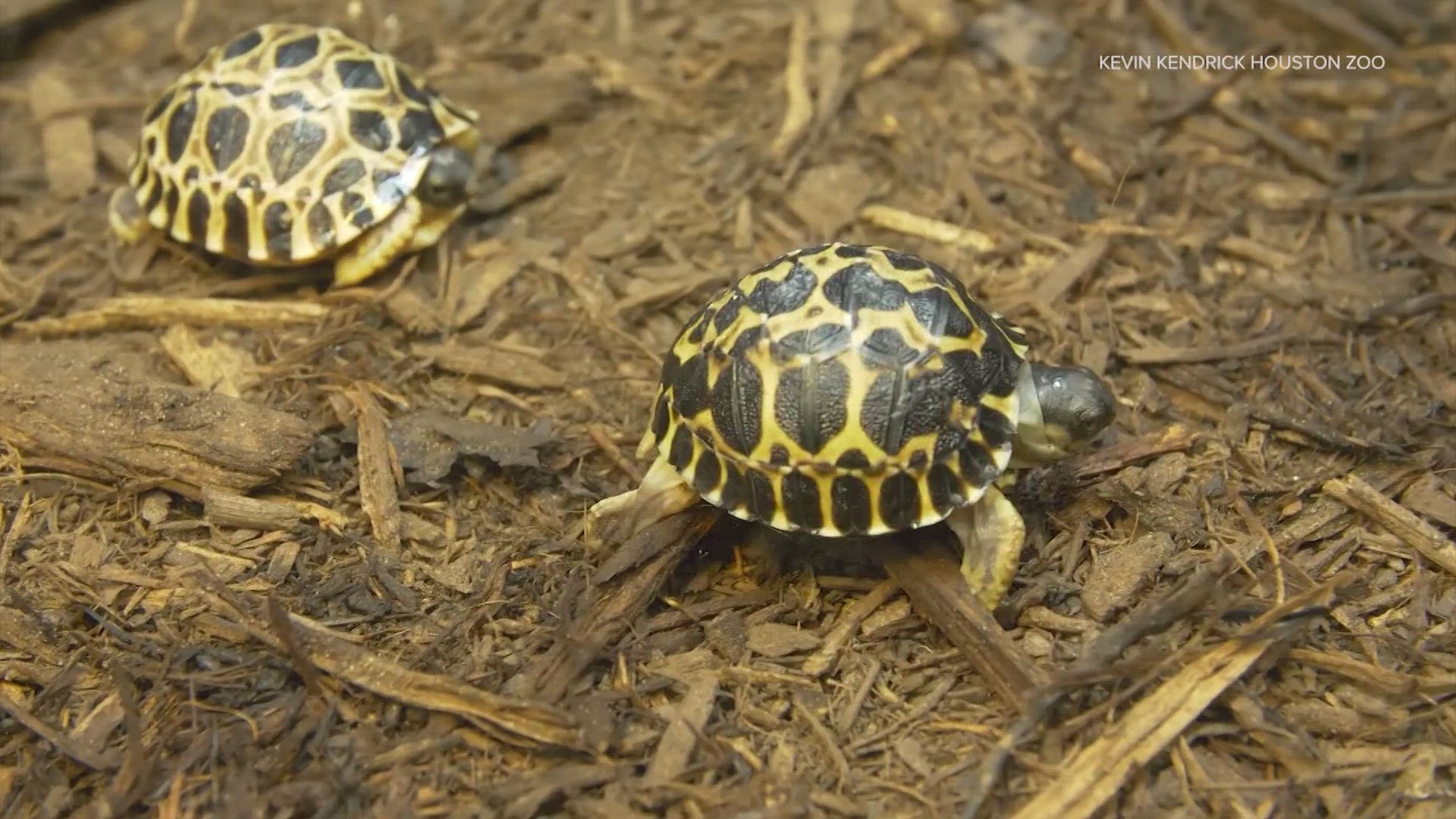 Mr Pickles has been at the Zoo for 30 years!